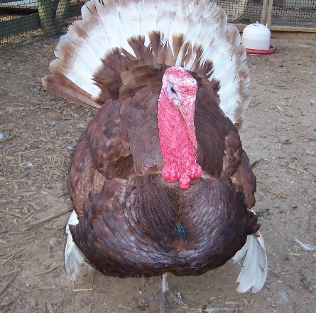 Turkey Fowl for 841 only 特定 www.krzysztofbialy.com